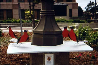 Scarlet Tanagers on the Plaza in front of the State Administration Office Building