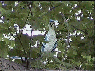 Blue Jay installed in a tree