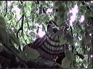 Owl installed in a hugh tree in the park