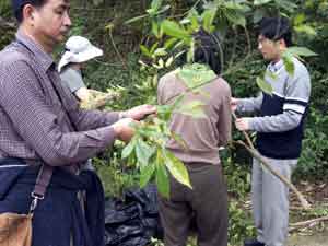 picking plants