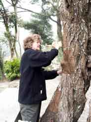 Jane brushing paper onto to tree trunk
