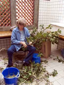 Jane preparing plants