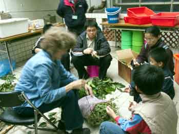 Many helping Jane prepare the plants for soaking in water
