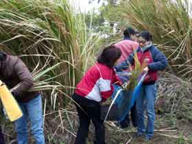 students picking plants for making paper