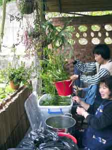 volunteers preparing plants to cook