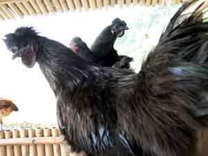 black chickens