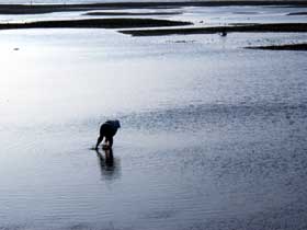 Finding clams at low tide