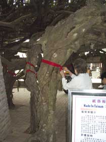 putting paper on tree with "Made in Taiwan" sign in front