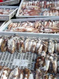 squid for sale