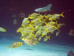 yellow schooling fish