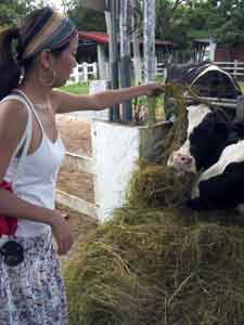 feeding cows