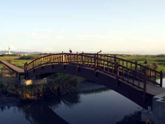 Guandu Bridge with Birds
